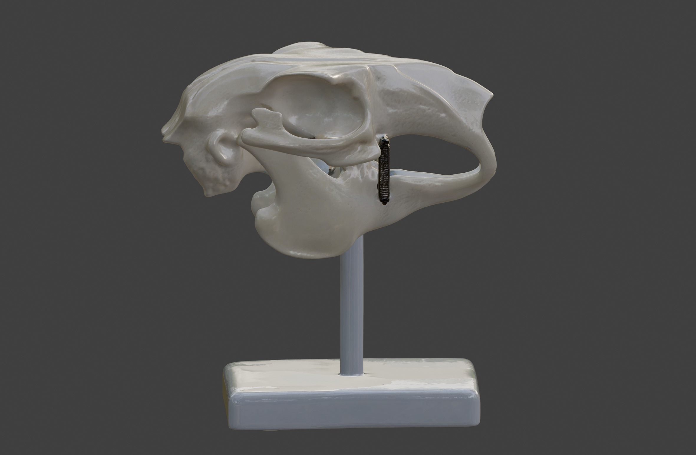 3D Model of Rabbit Skull 3D print model_8