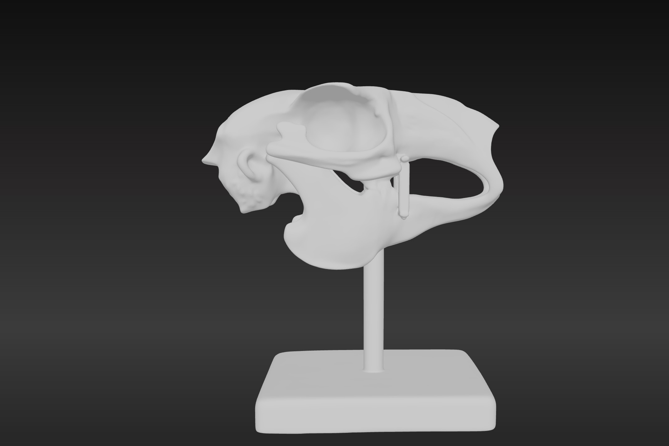 3D Model of Rabbit Skull 3D print model_4