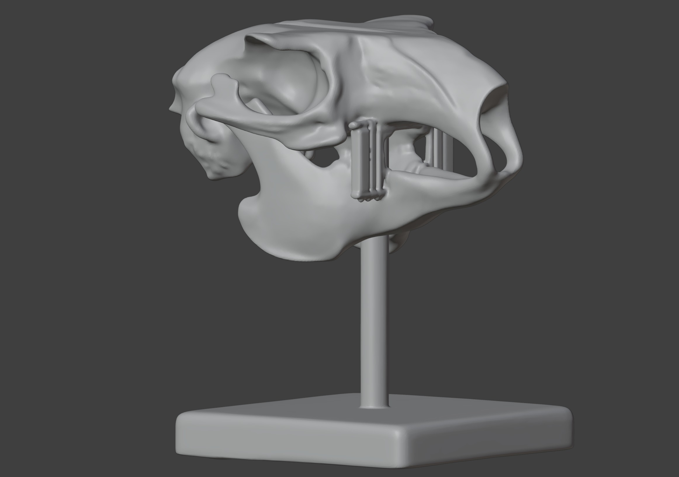 3D Model of Rabbit Skull 3D print model_9