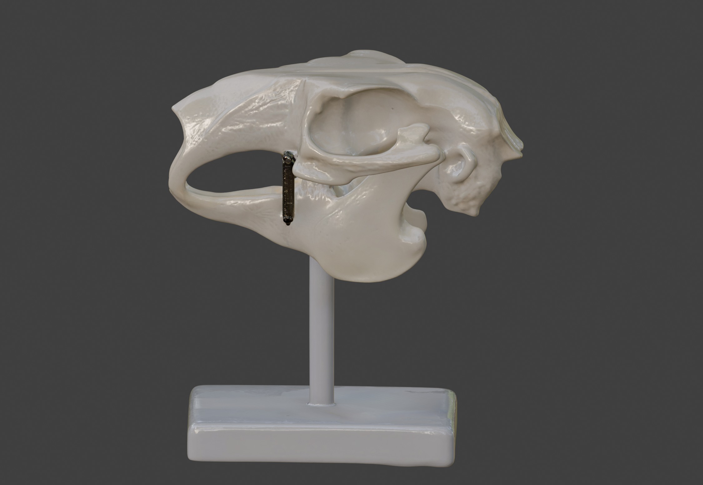 3D Model of Rabbit Skull 3D print model_6