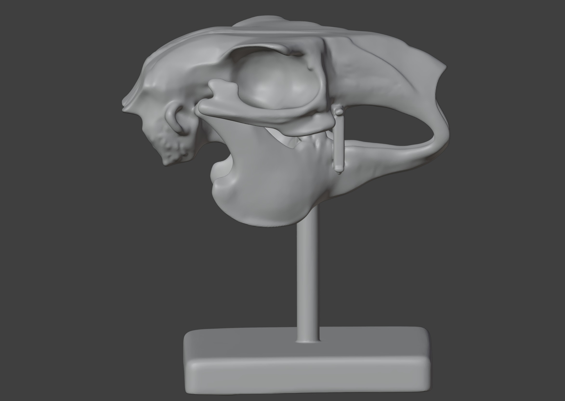 3D Model of Rabbit Skull 3D print model_13