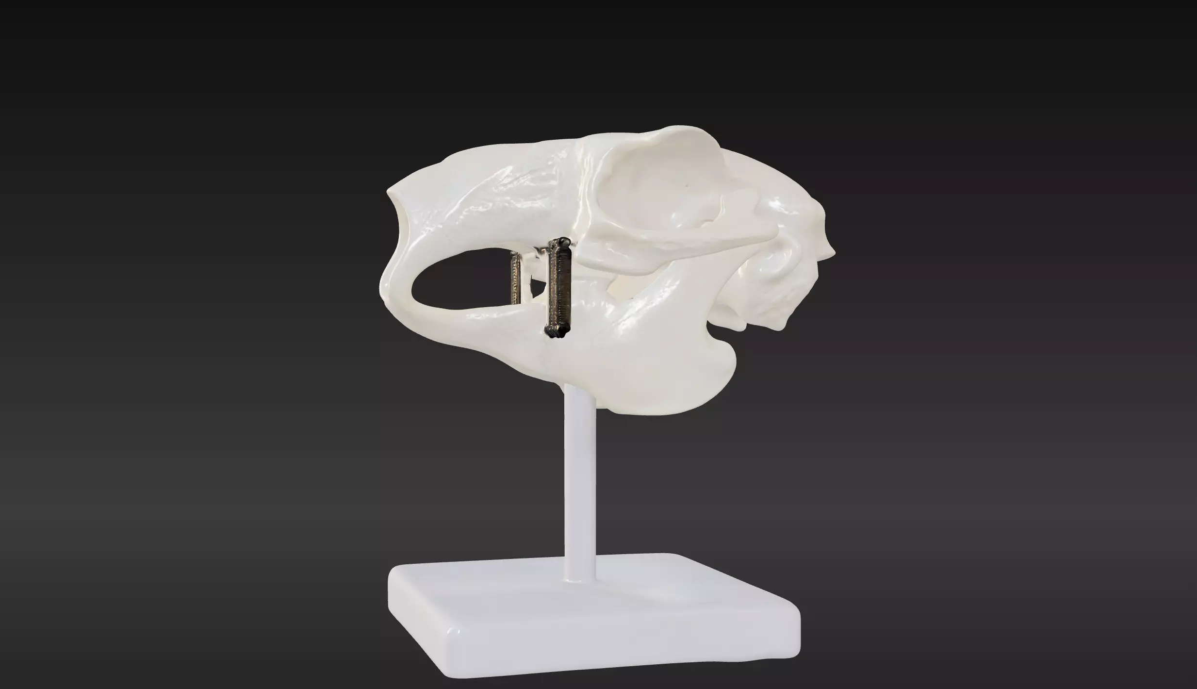 3D Model of Rabbit Skull 3D print model_0
