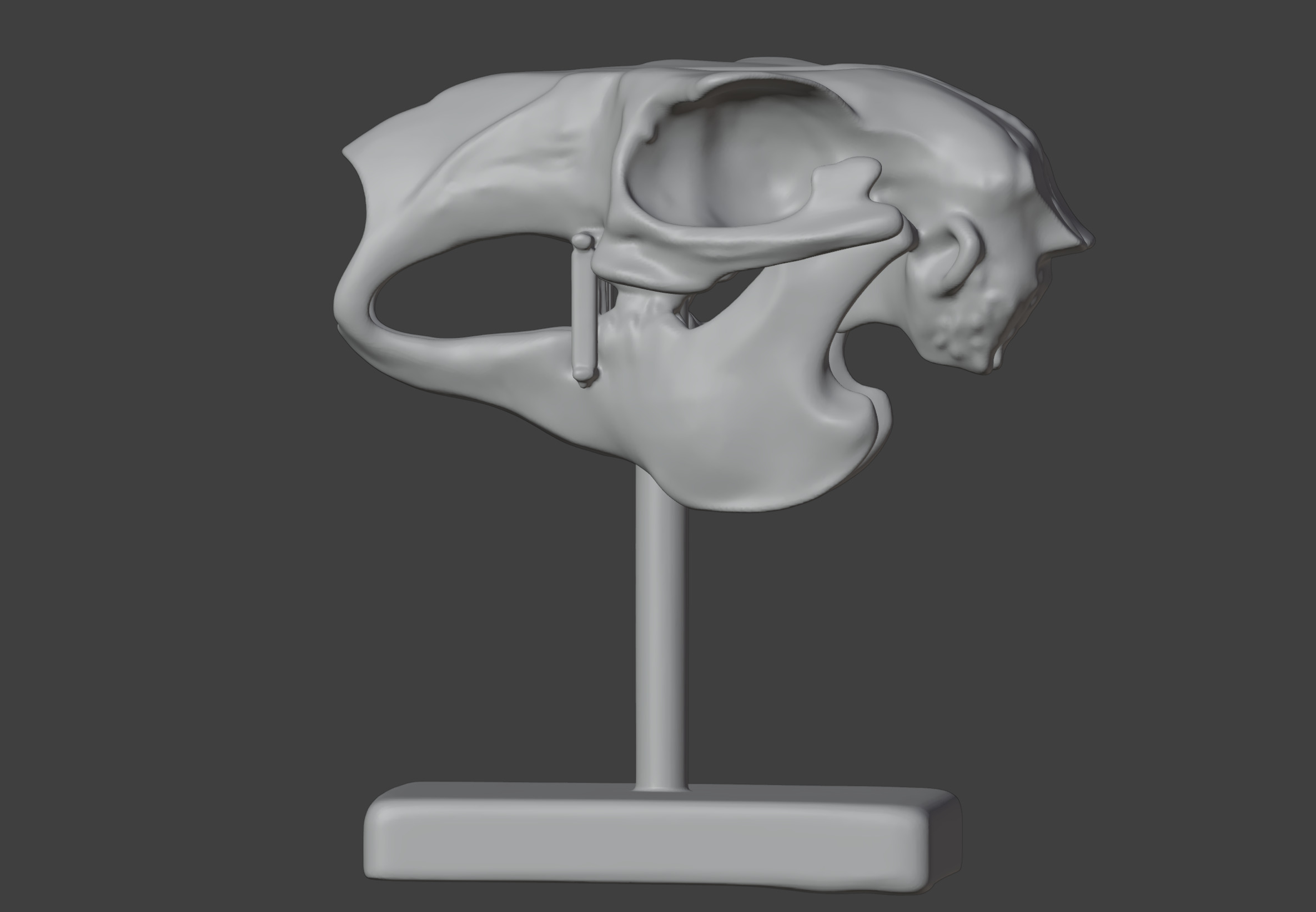 3D Model of Rabbit Skull 3D print model_14