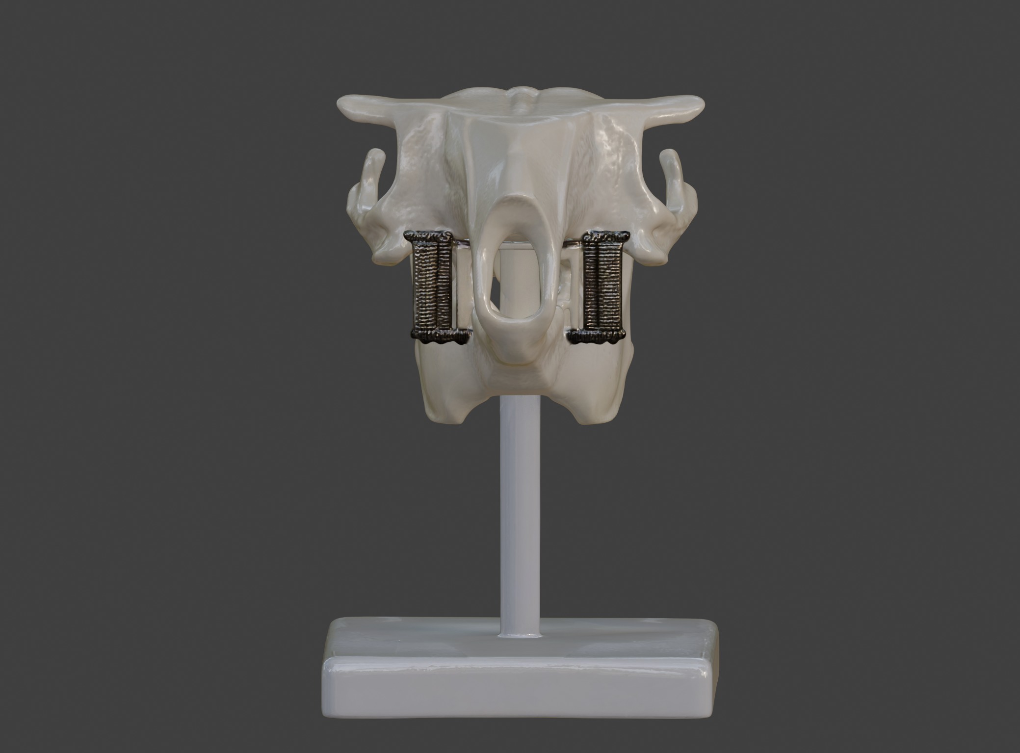 3D Model of Rabbit Skull 3D print model_15