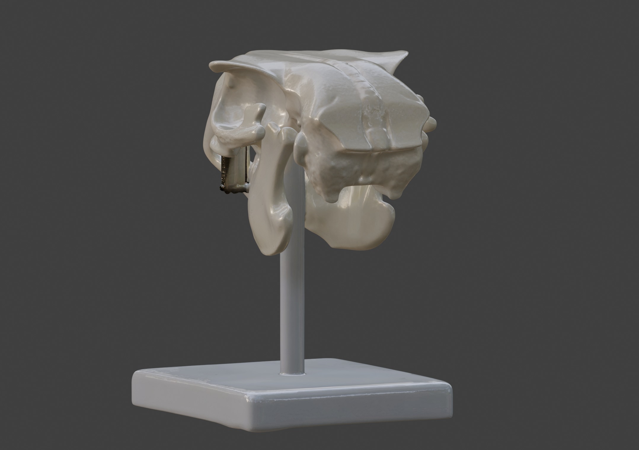 3D Model of Rabbit Skull 3D print model_10