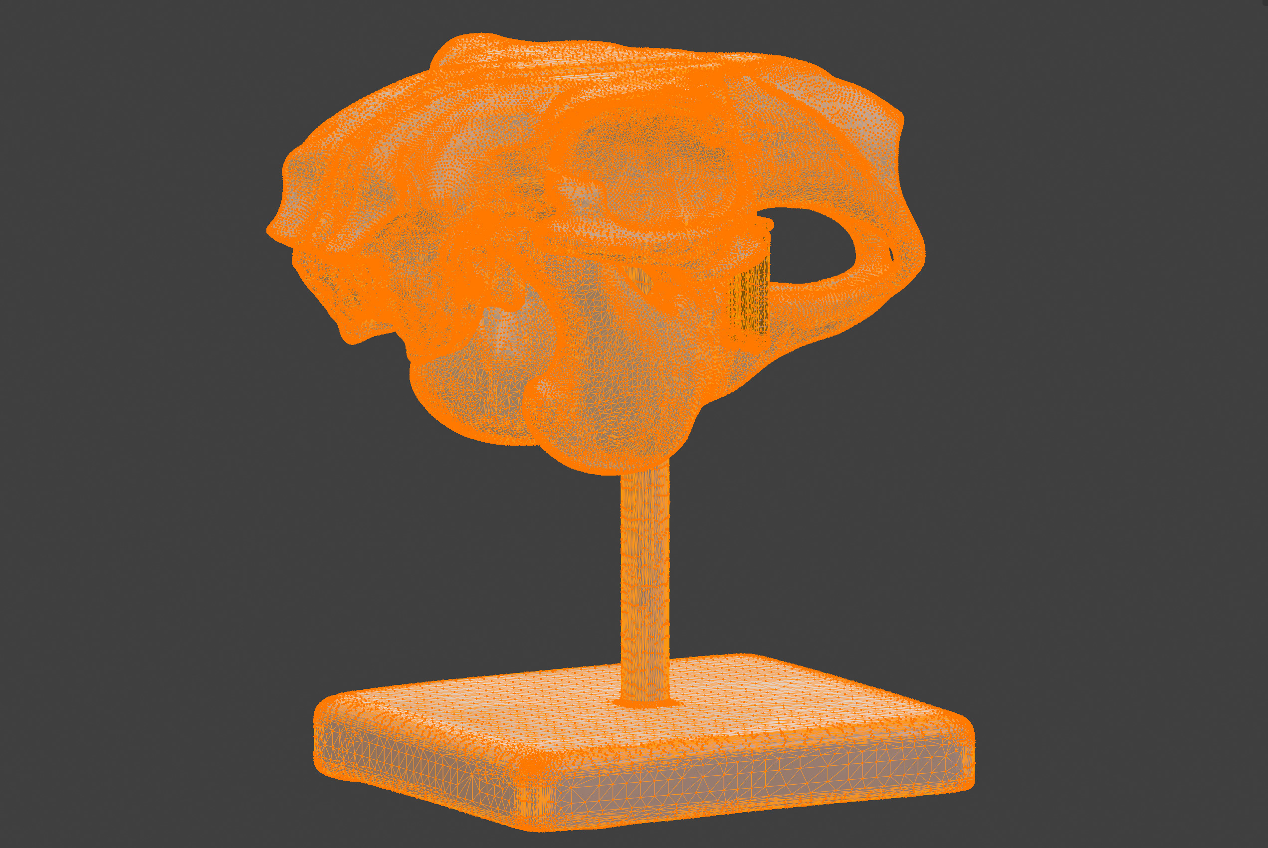 3D Model of Rabbit Skull 3D print model_21