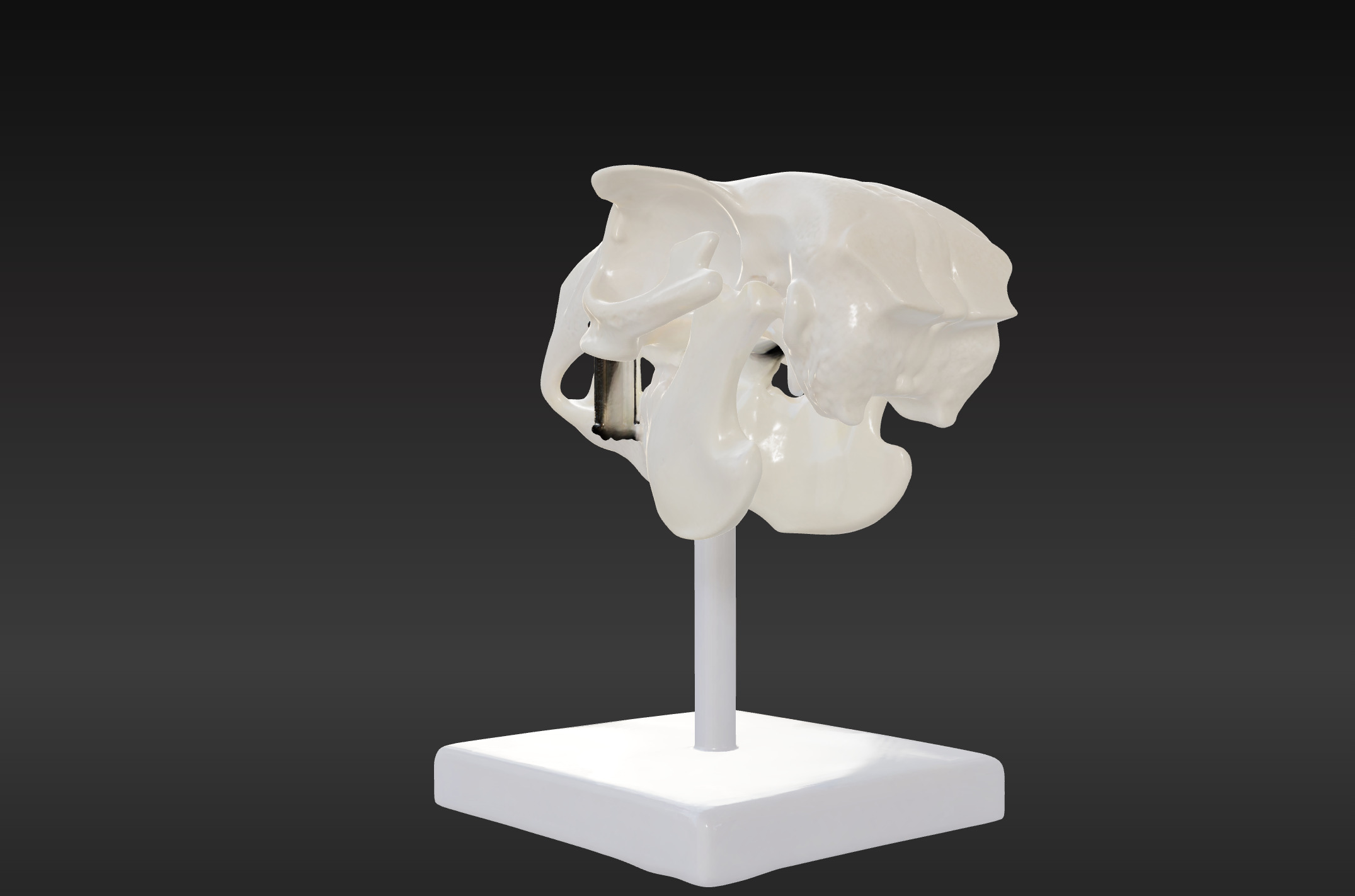 3D Model of Rabbit Skull 3D print model_3