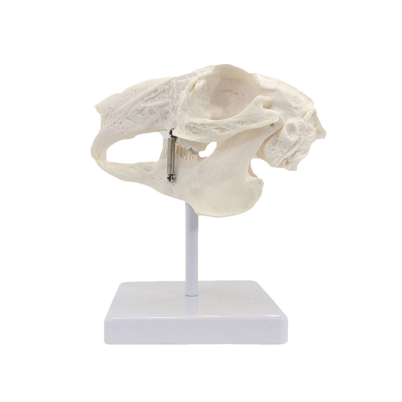 3D Model of Rabbit Skull 3D print model_16