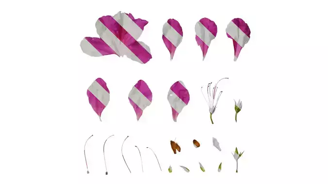 Anydrafts Rhododendron pulchrum Flower 06