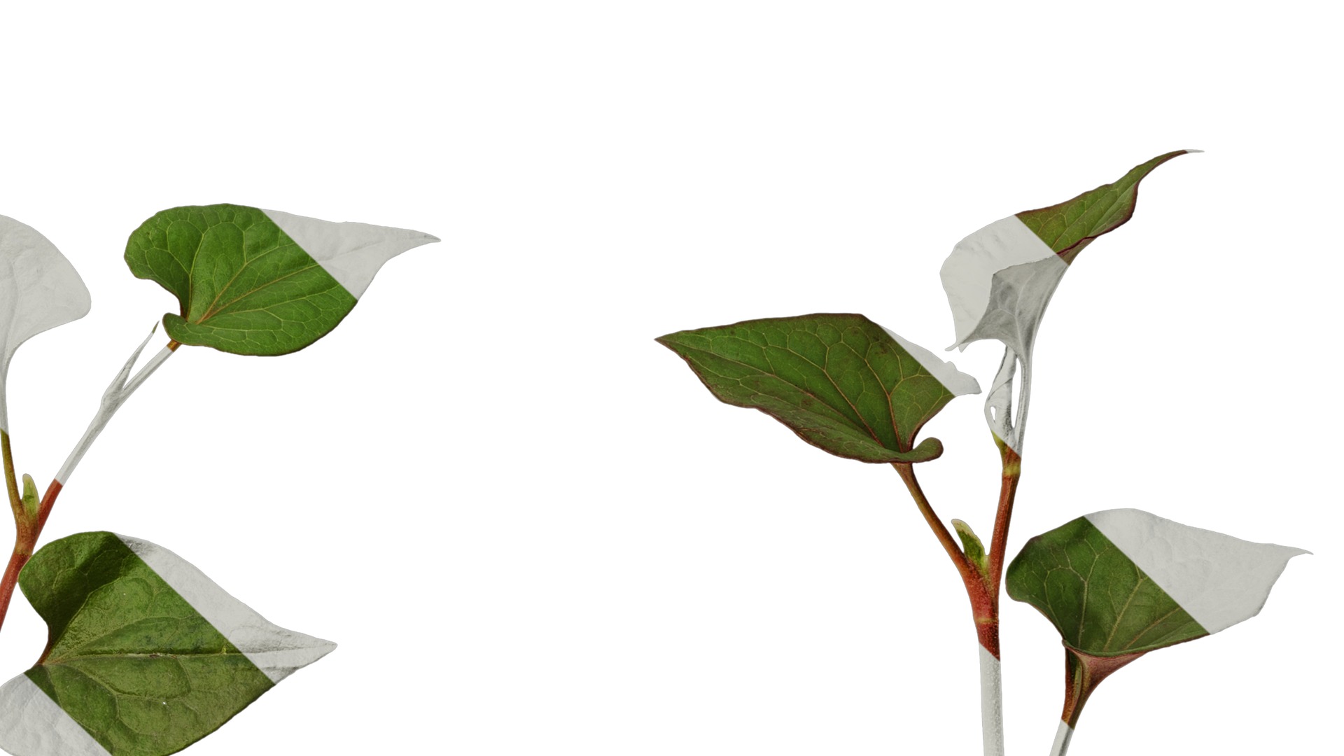 Anydrafts Houttuynia cordata chameleon Atlas 02 Texture_6