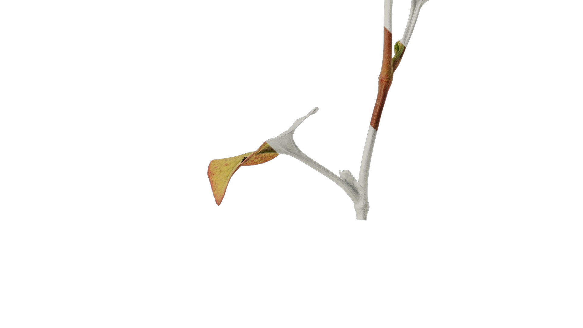 Anydrafts Houttuynia cordata chameleon Atlas 02 Texture_4