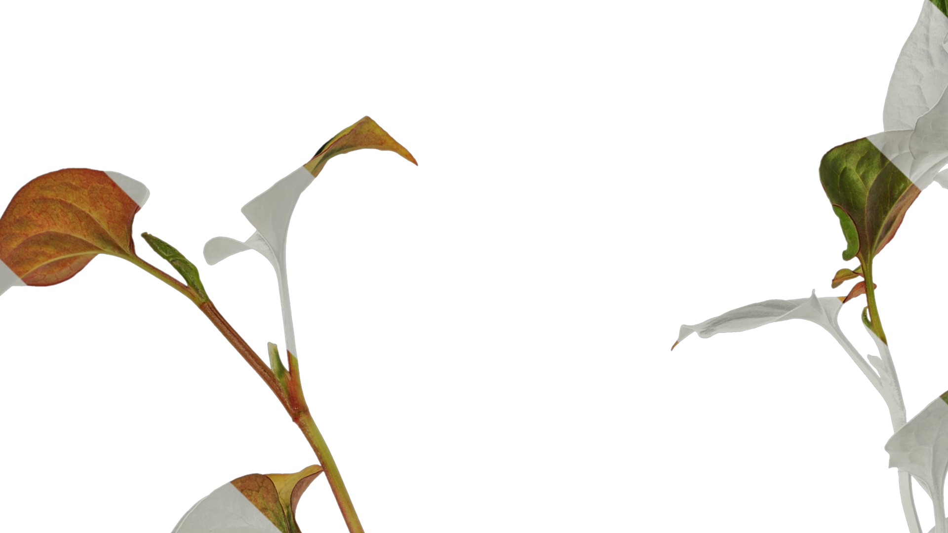 Anydrafts Houttuynia cordata chameleon Atlas 02 Texture_1