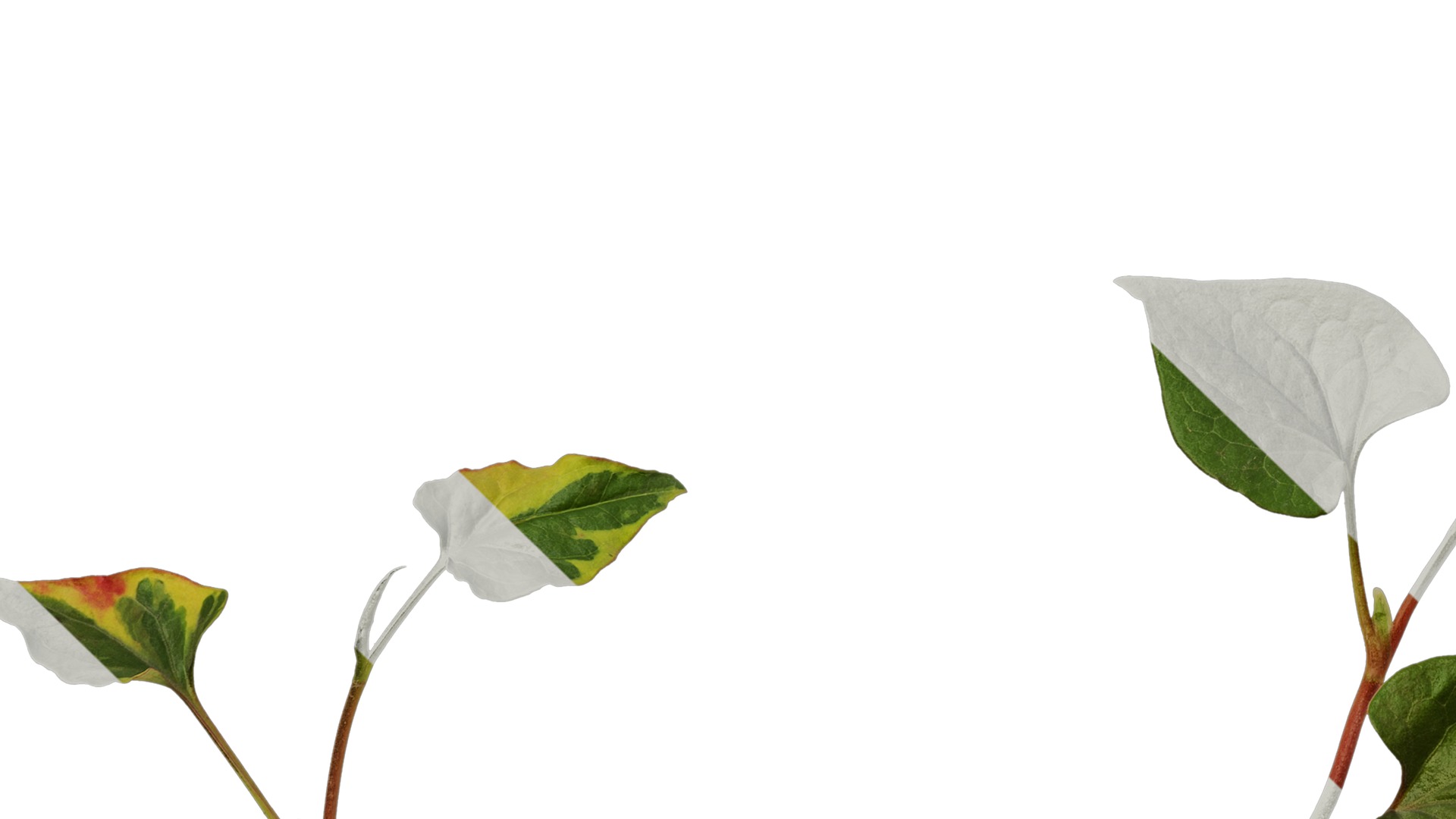 Anydrafts Houttuynia cordata chameleon Atlas 02 Texture_5