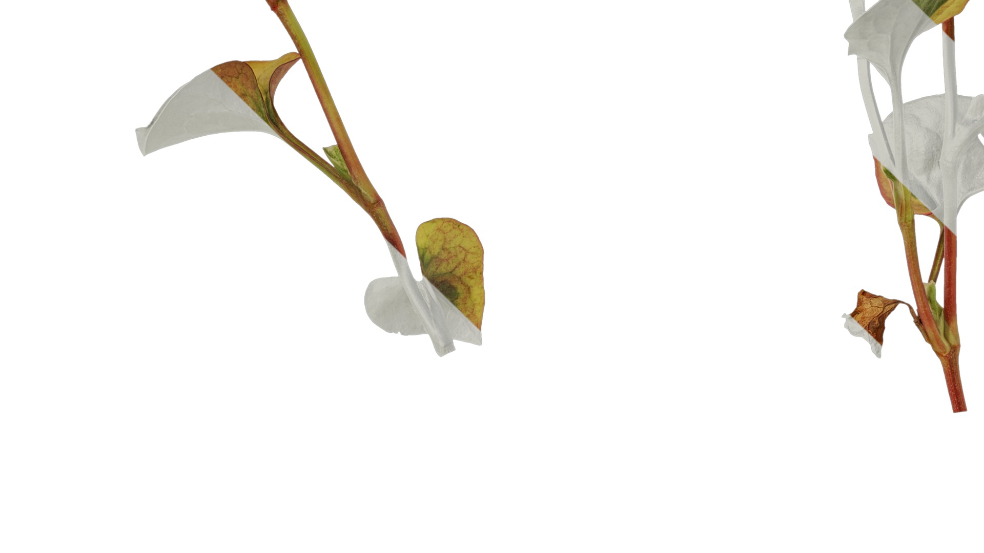 Anydrafts Houttuynia cordata chameleon Atlas 02 Texture_3