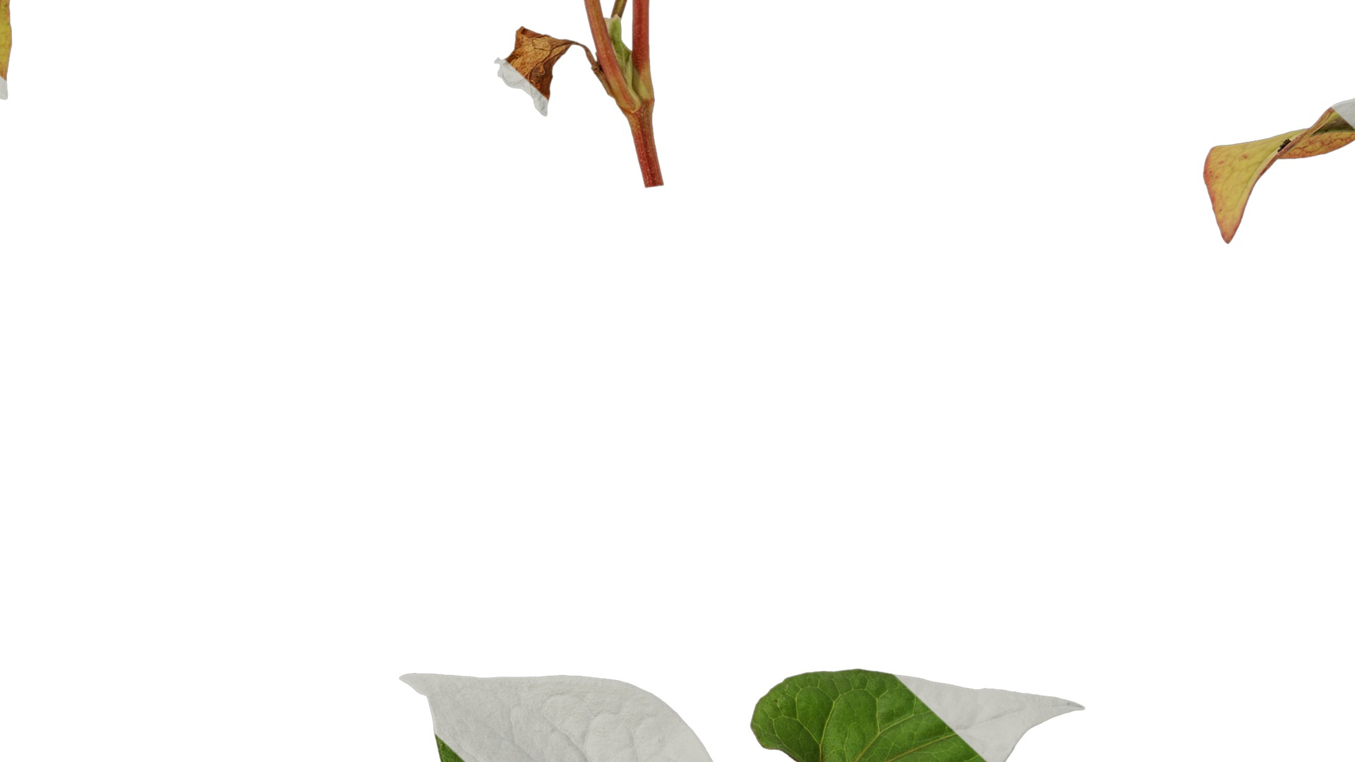 Anydrafts Houttuynia cordata chameleon Atlas 02 Texture_7