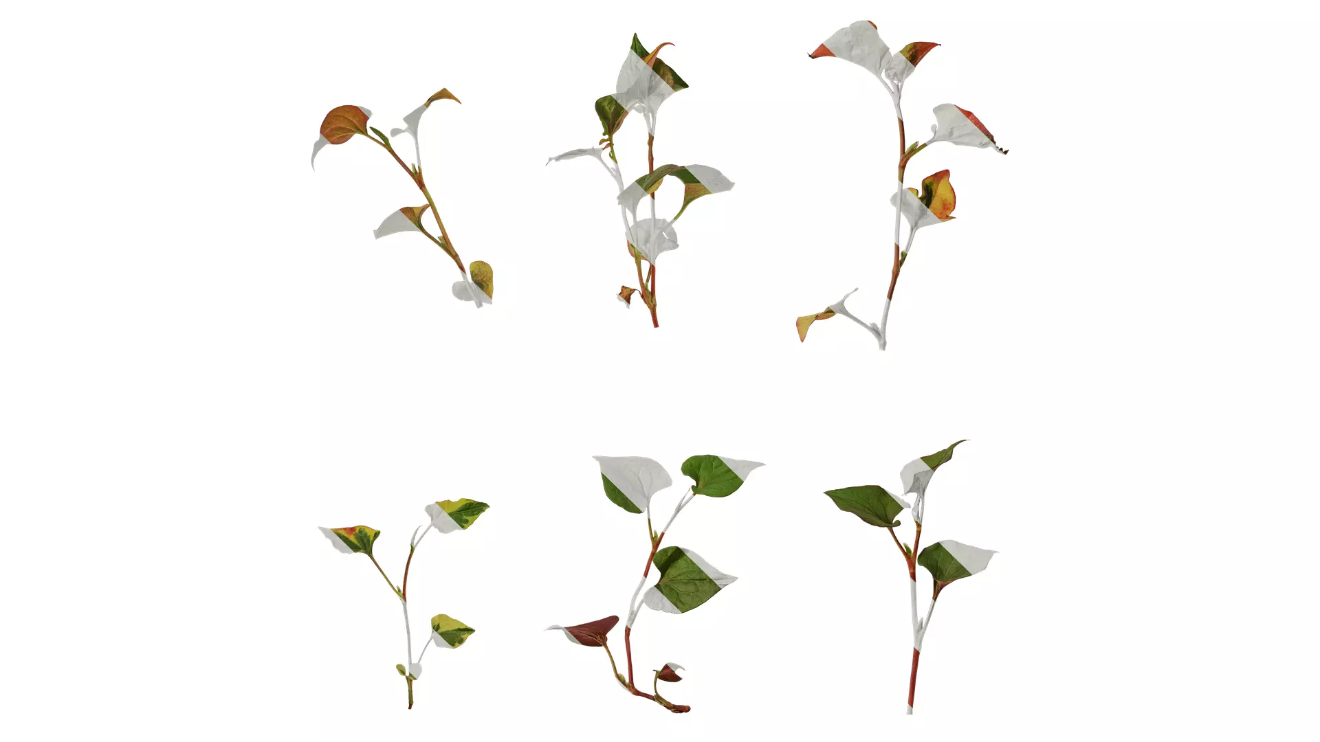 Anydrafts Houttuynia cordata chameleon Atlas 02 Texture_0