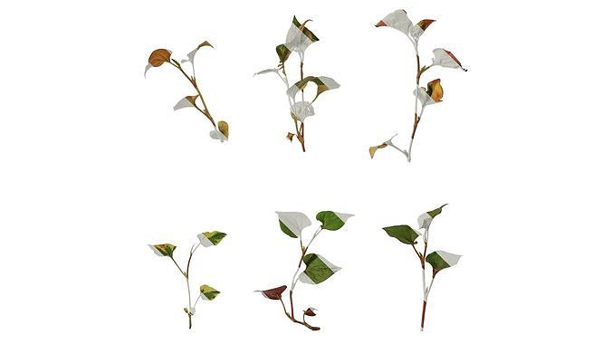 Anydrafts Houttuynia cordata chameleon Atlas 02 Texture