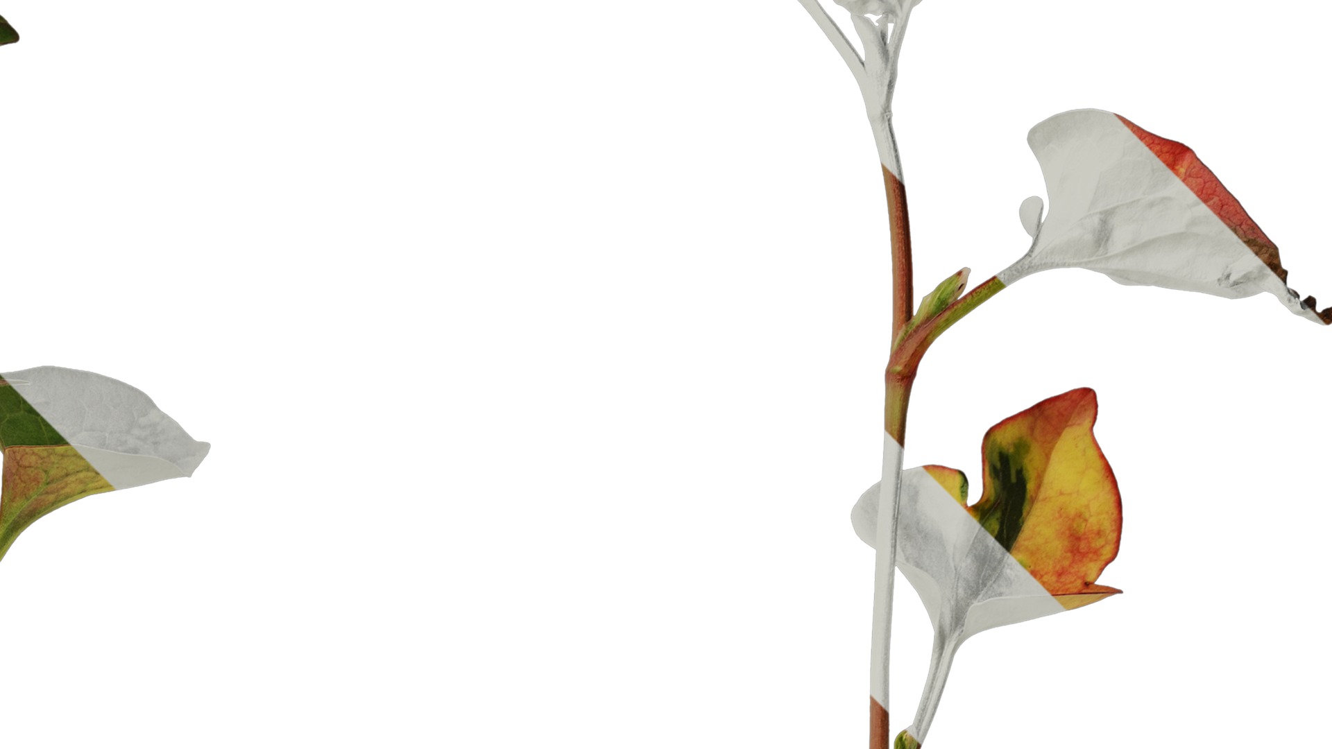 Anydrafts Houttuynia cordata chameleon Atlas 02 Texture_2