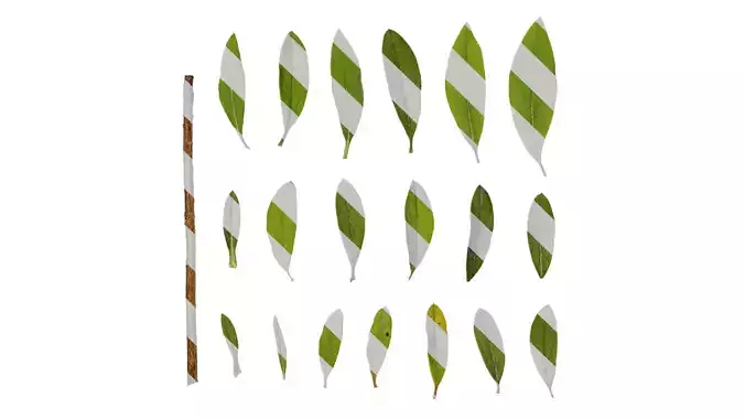 Anydrafts Rhododendron pulchrum Leaf 01