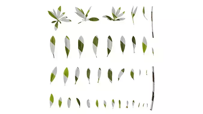 Anydrafts Rhododendron pulchrum Leaf 02