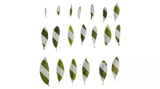 Anydrafts Rhododendron pulchrum Leaf 03