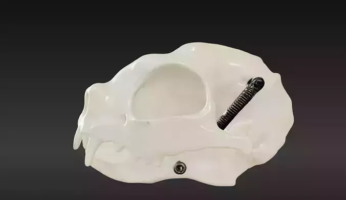 3D Model of Cat Skull 3D print model
