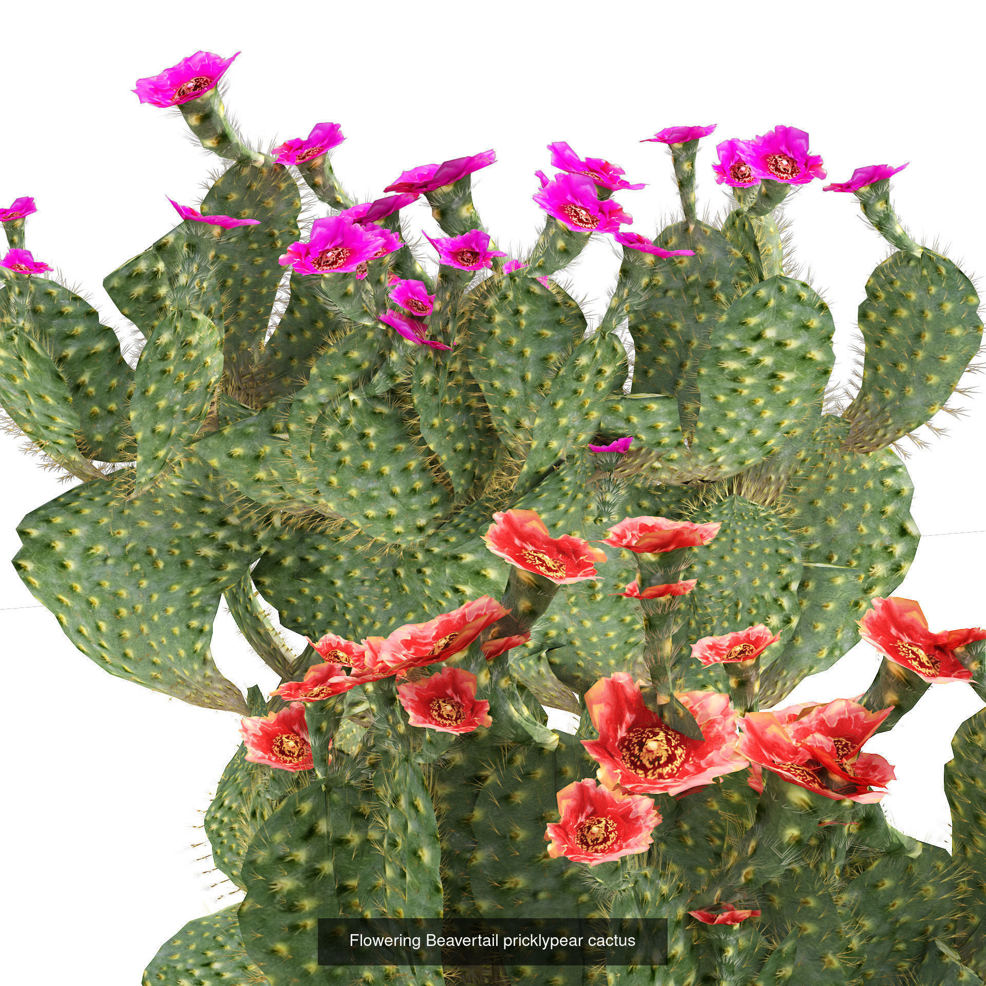 Desert Plants and Trees Collection _21