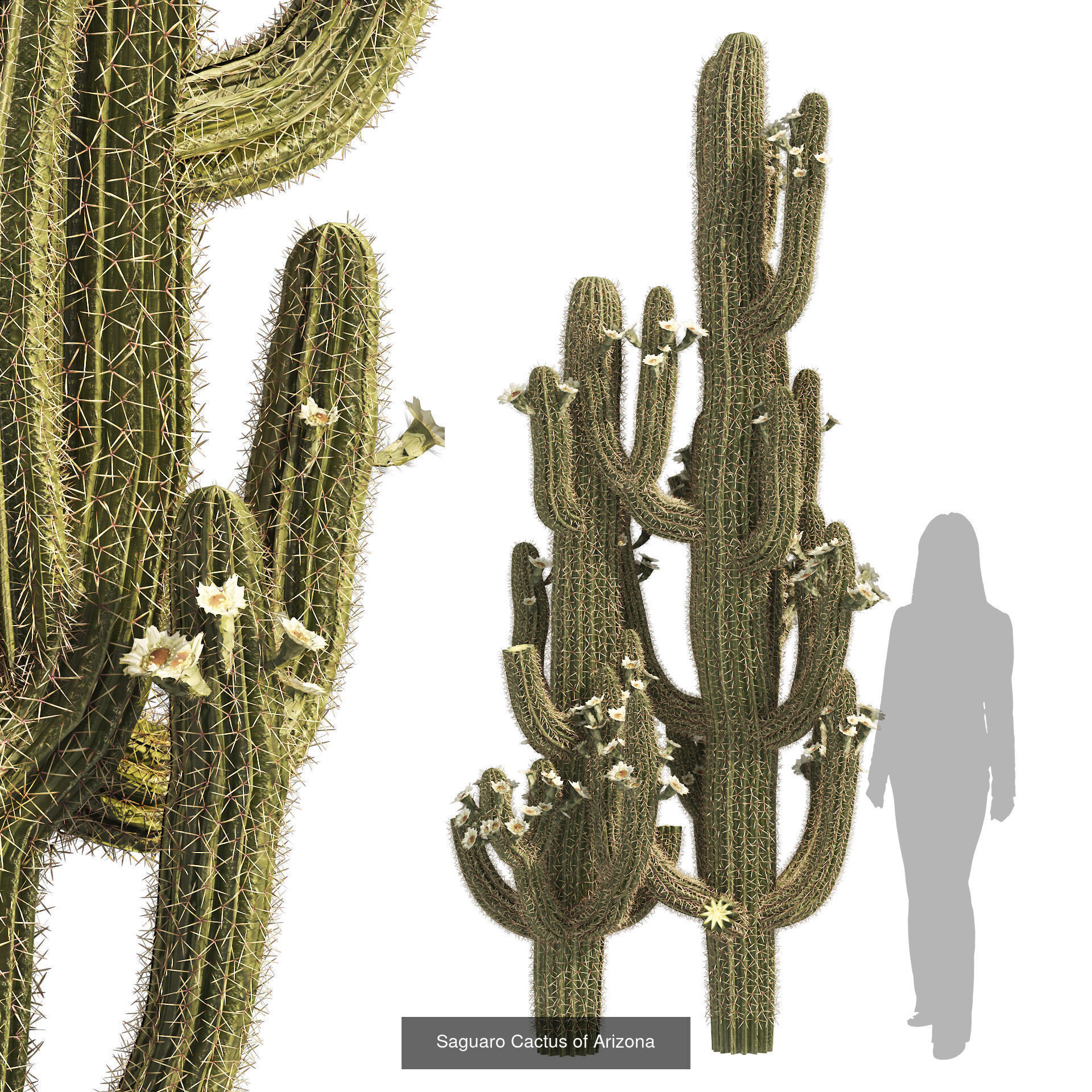 Desert Plants and Trees Collection _17