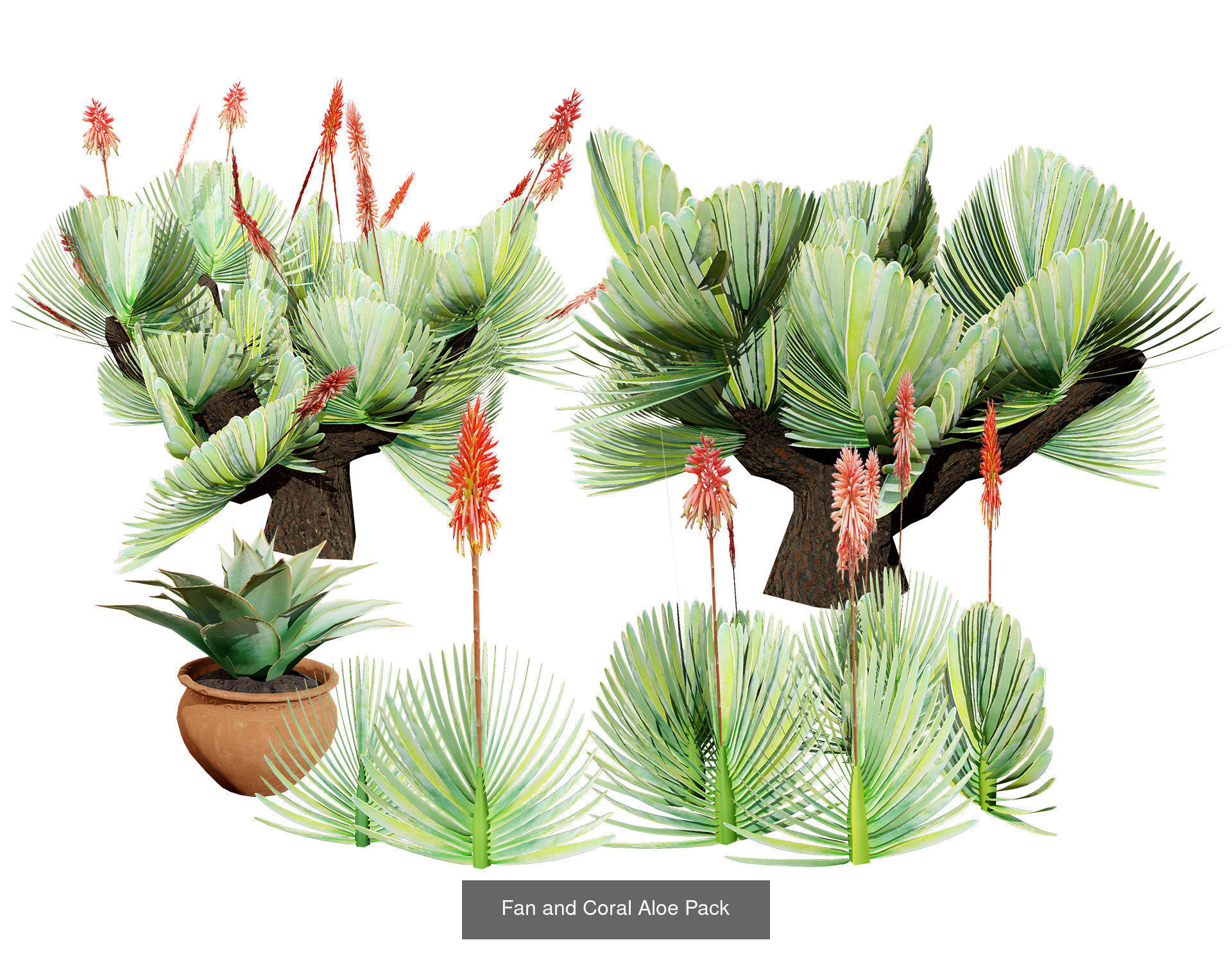 Desert Plants and Trees Collection _30