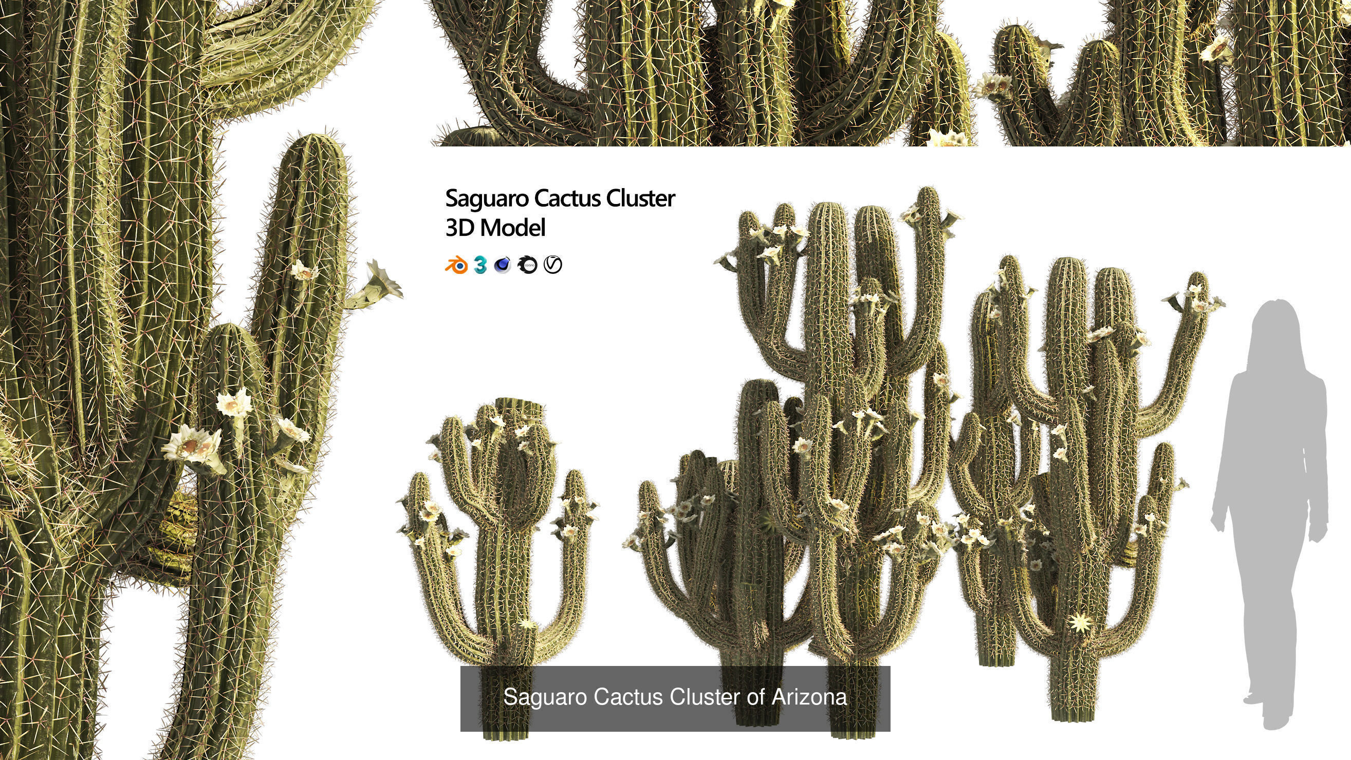 Desert Plants and Trees Collection _18