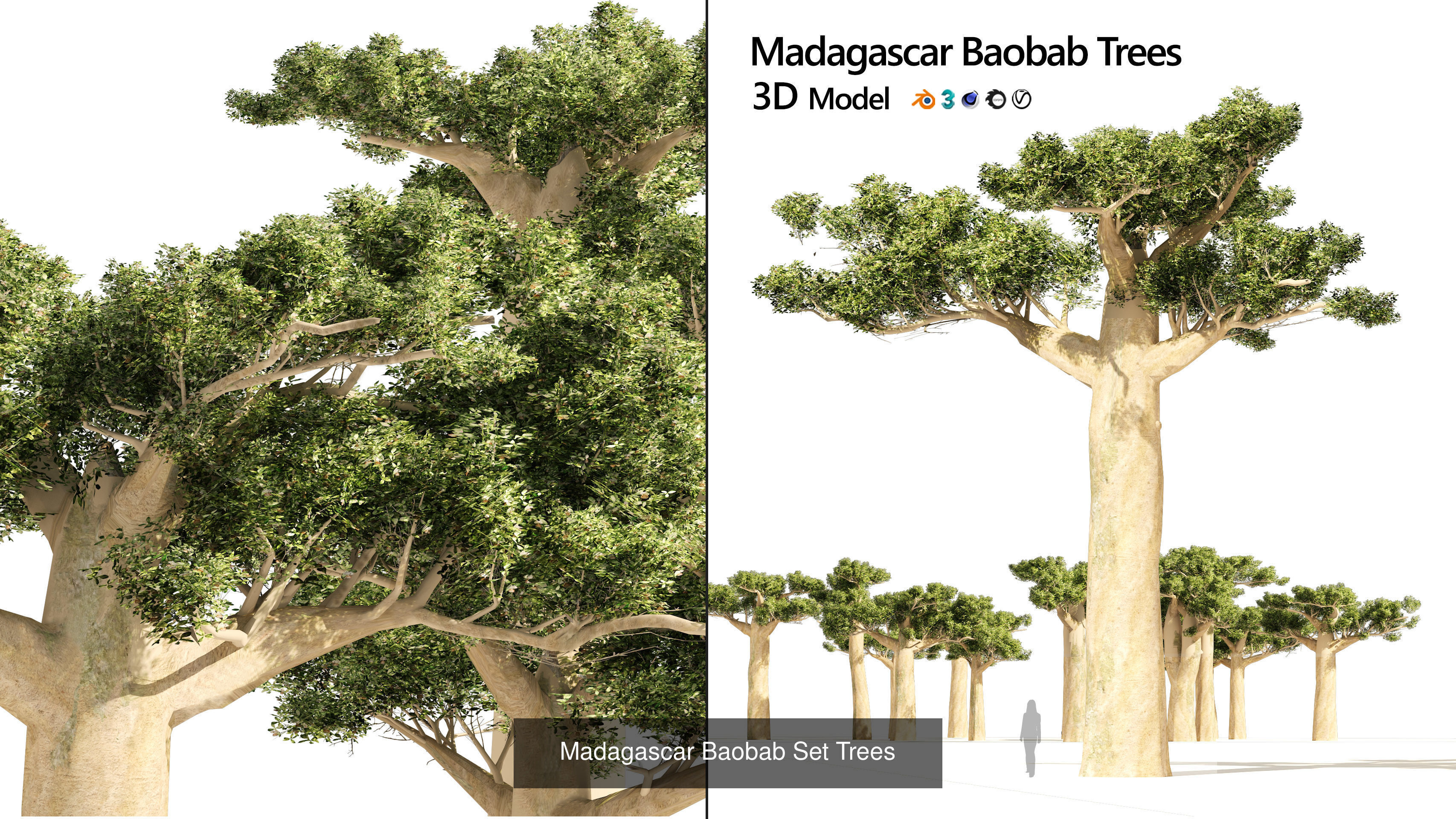 Desert Plants and Trees Collection _19