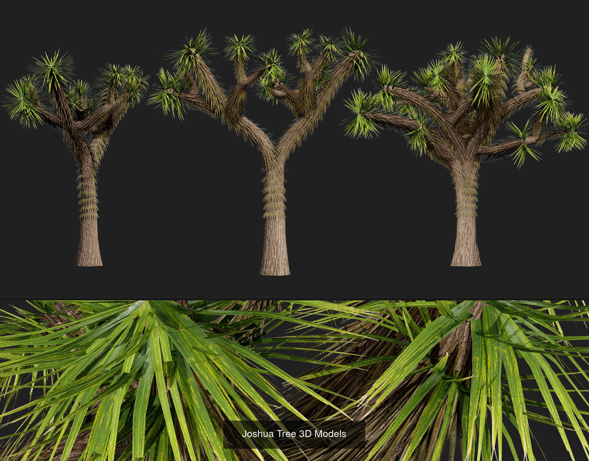 Desert Plants and Trees Collection _35