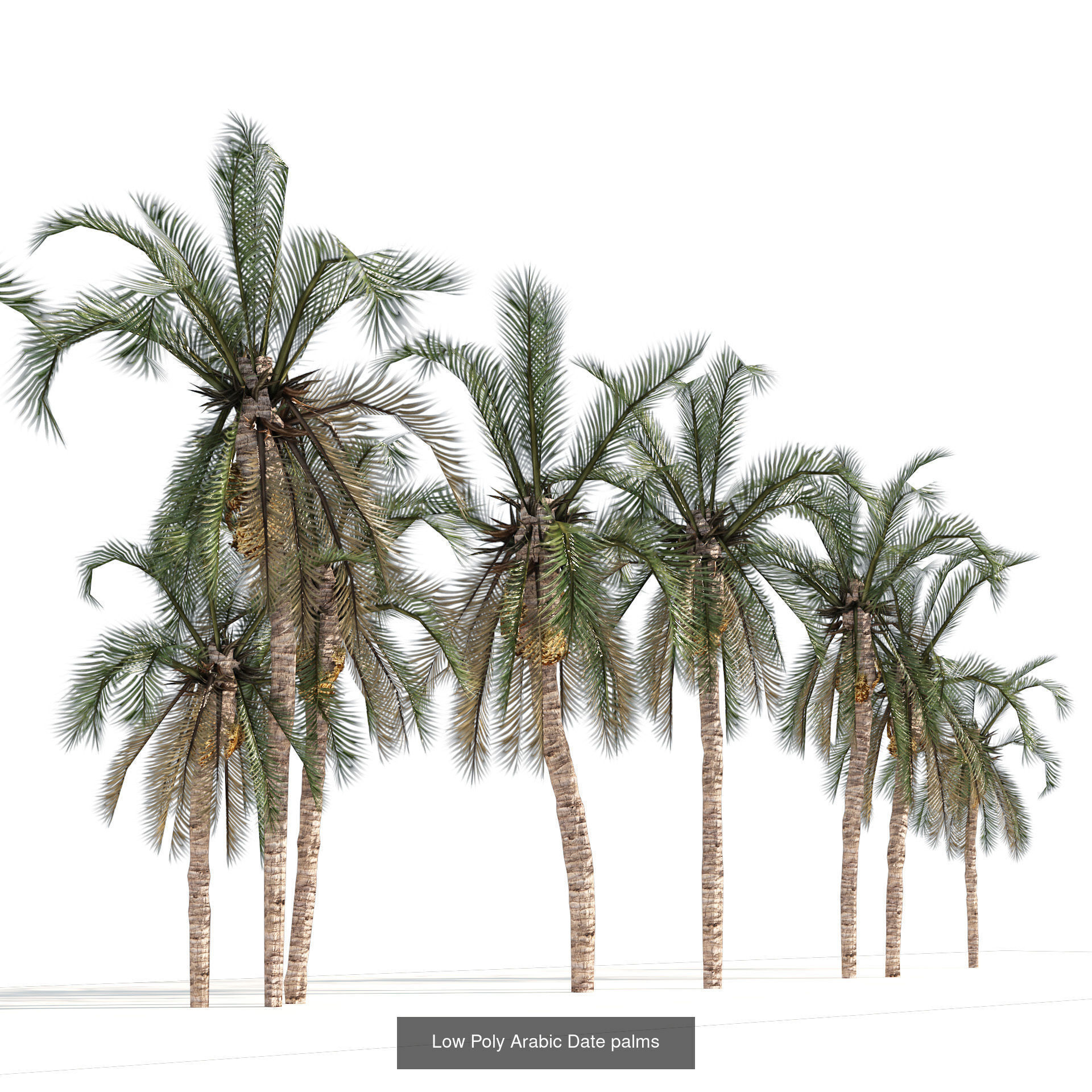 Desert Plants and Trees Collection _23
