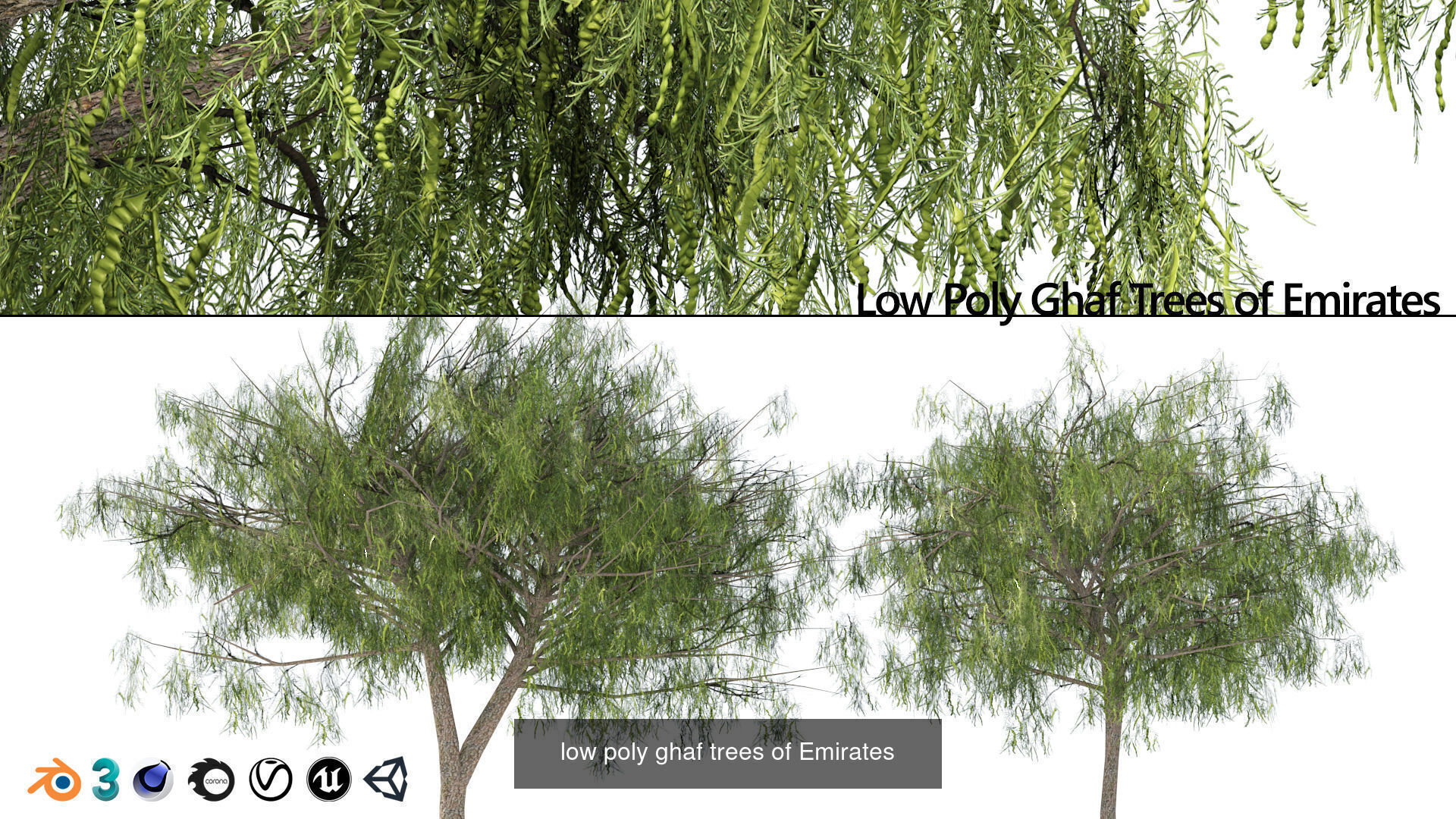 Desert Plants and Trees Collection _27