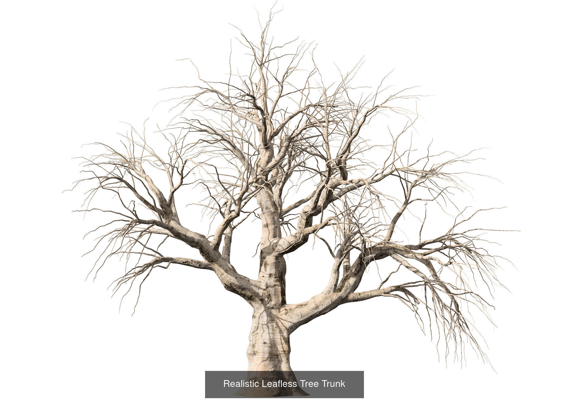 Desert Plants and Trees Collection _28