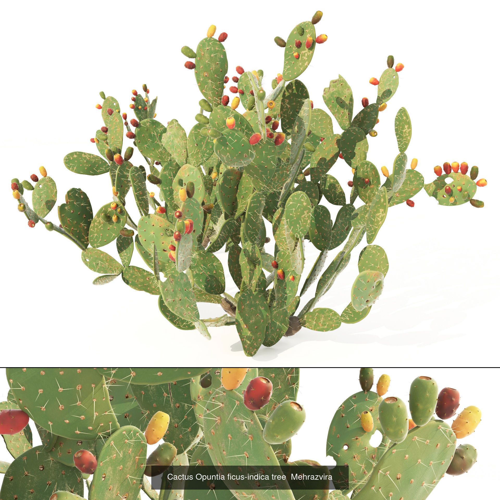 Desert Plants and Trees Collection _15