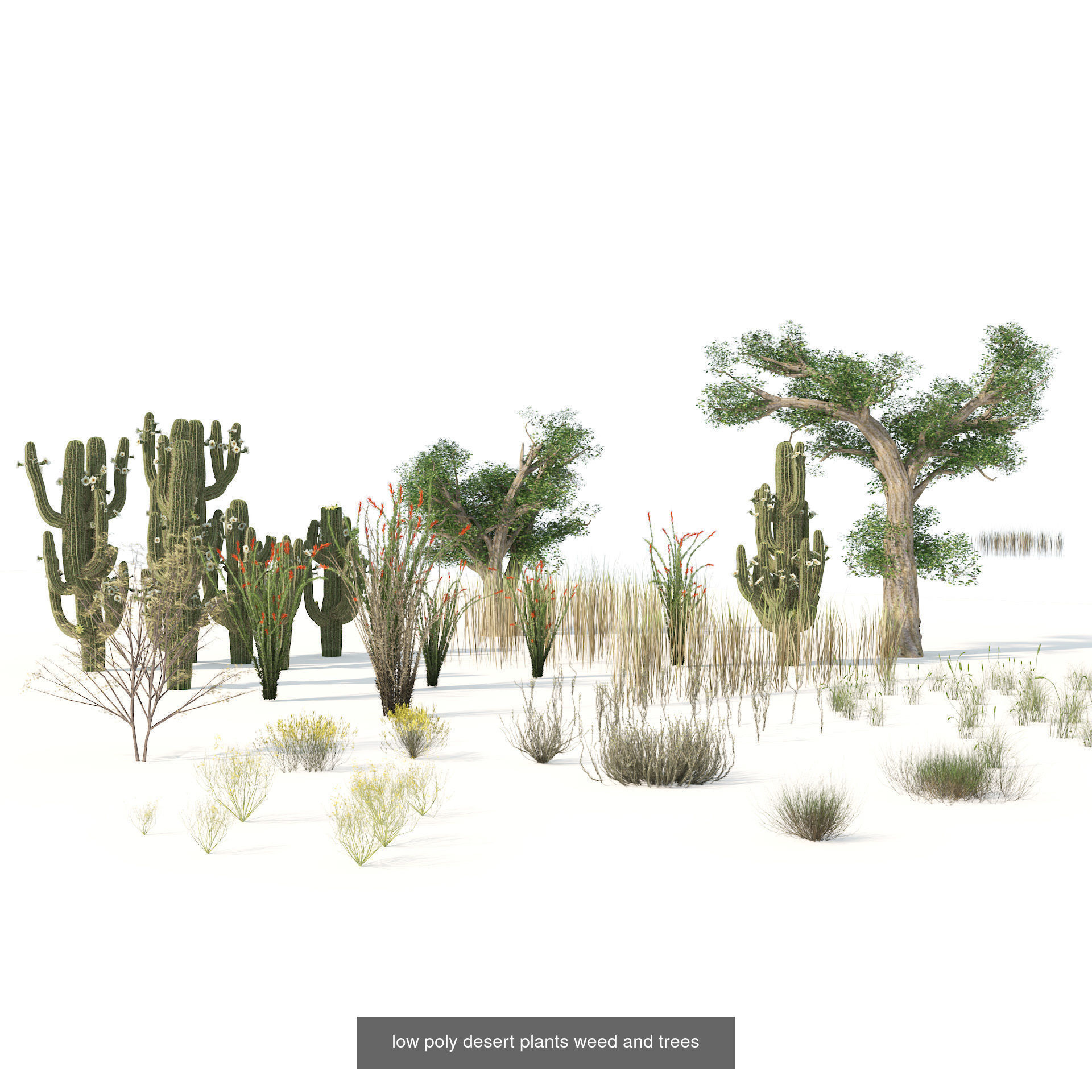 Desert Plants and Trees Collection _25