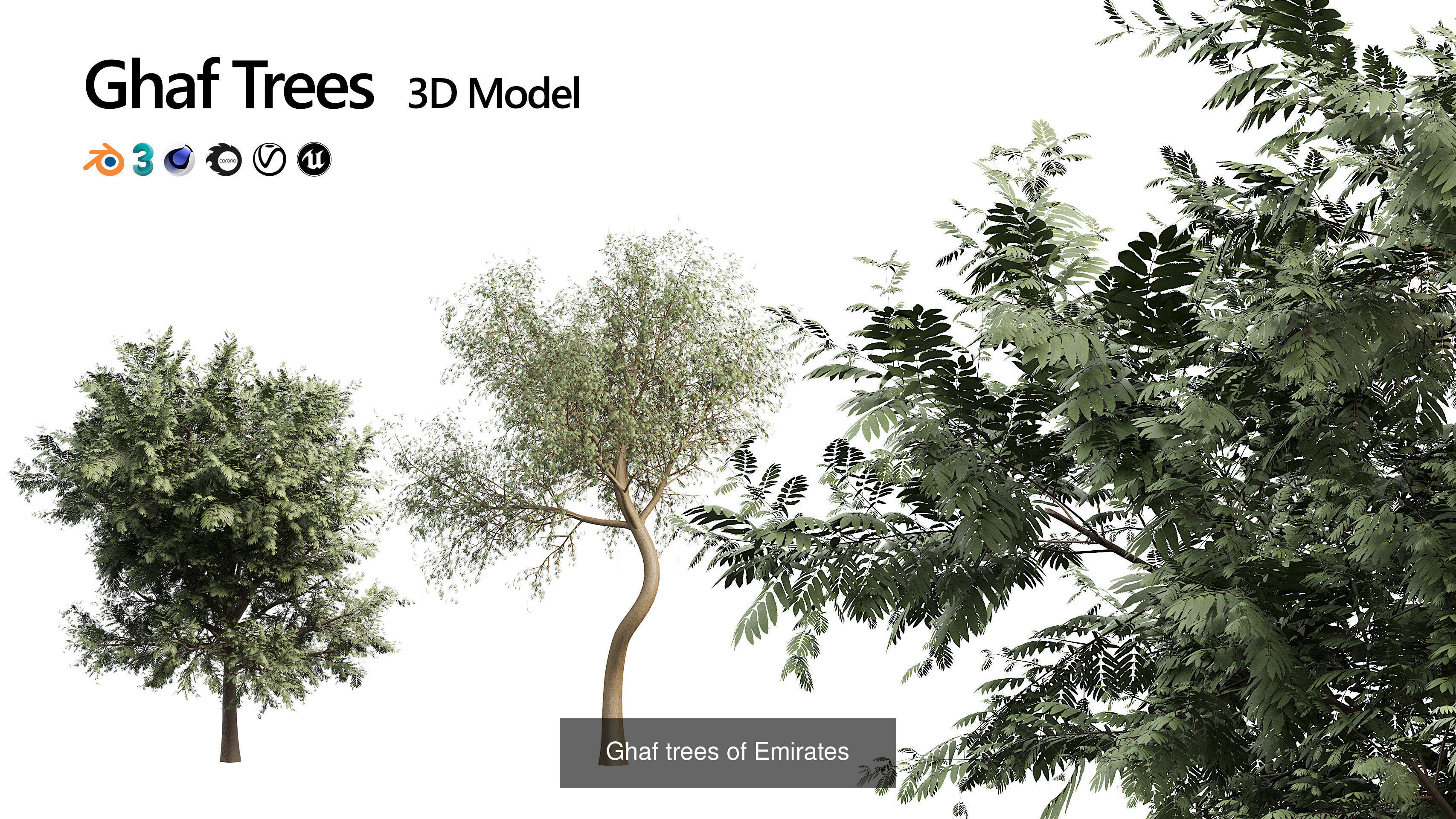 Desert Plants and Trees Collection _26