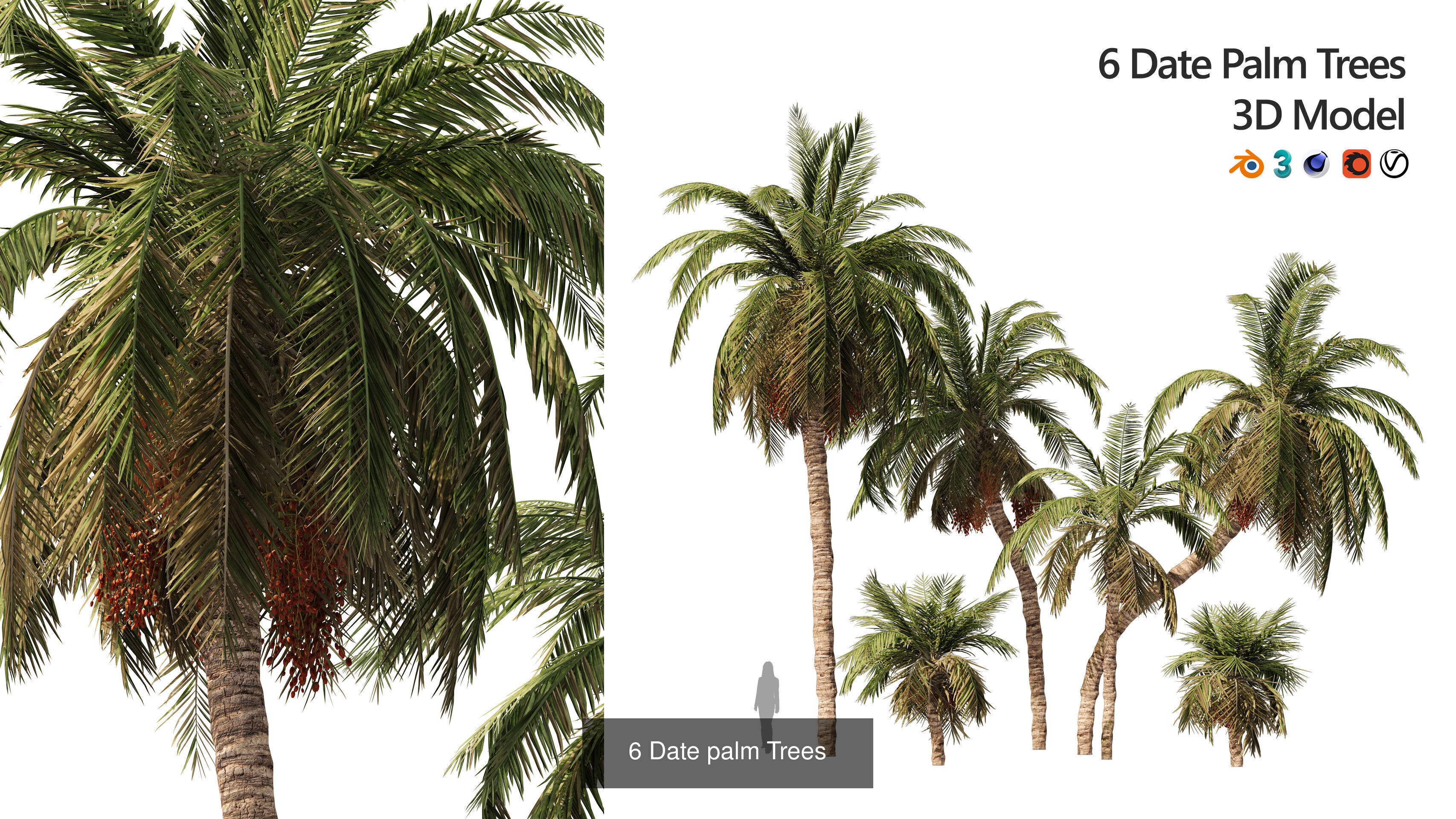 Desert Plants and Trees Collection _16