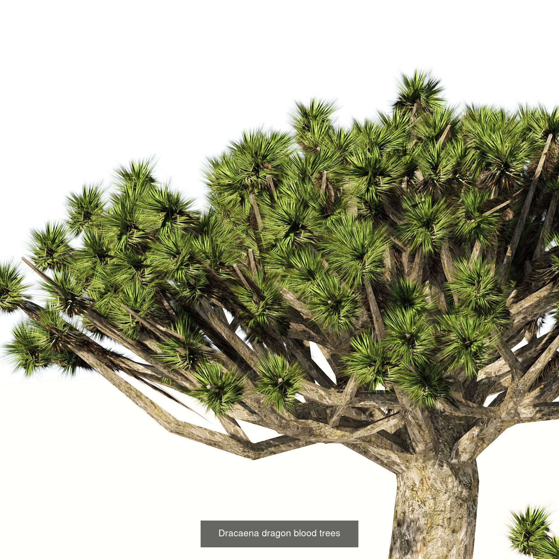 Desert Plants and Trees Collection _24