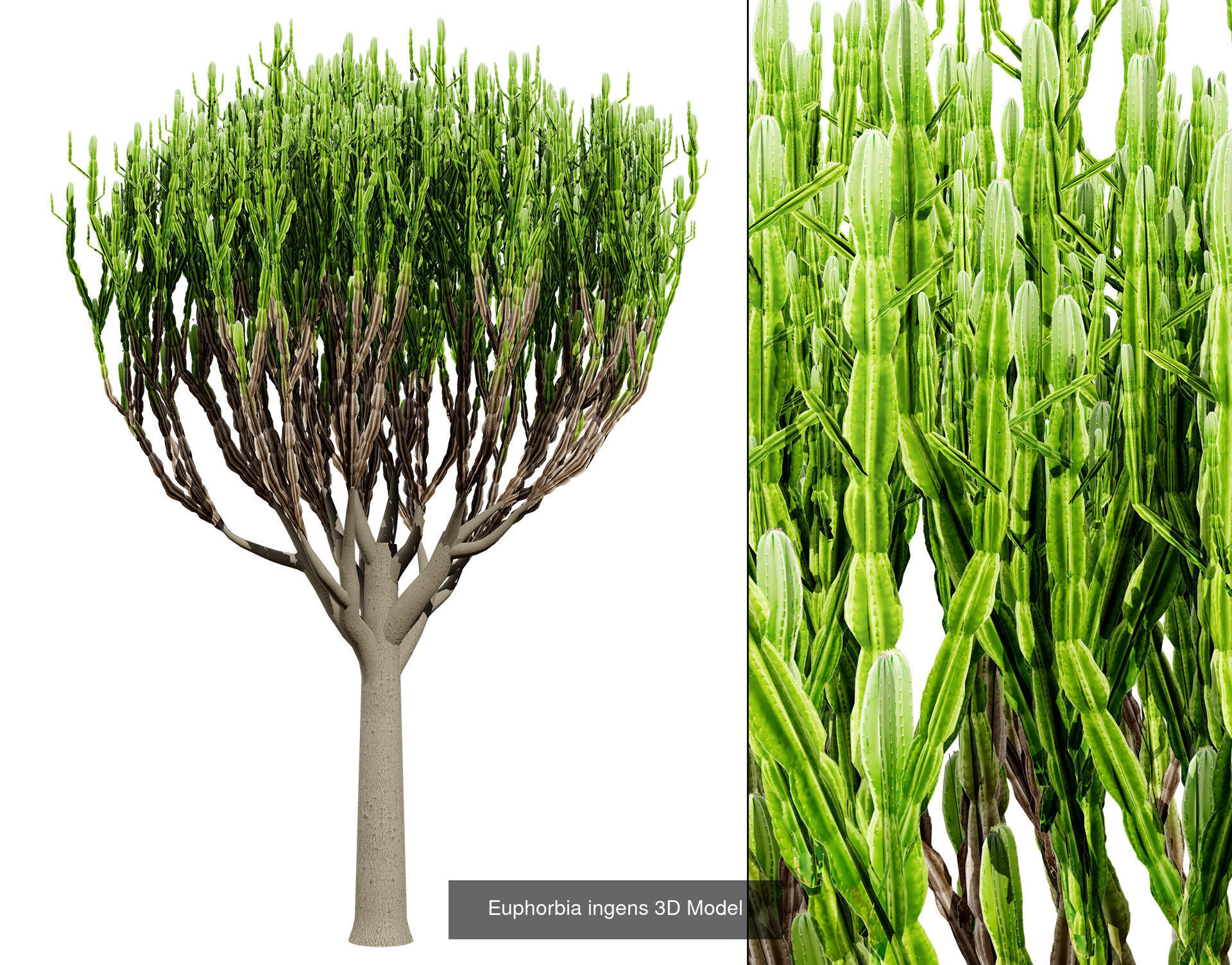 Desert Plants and Trees Collection _33