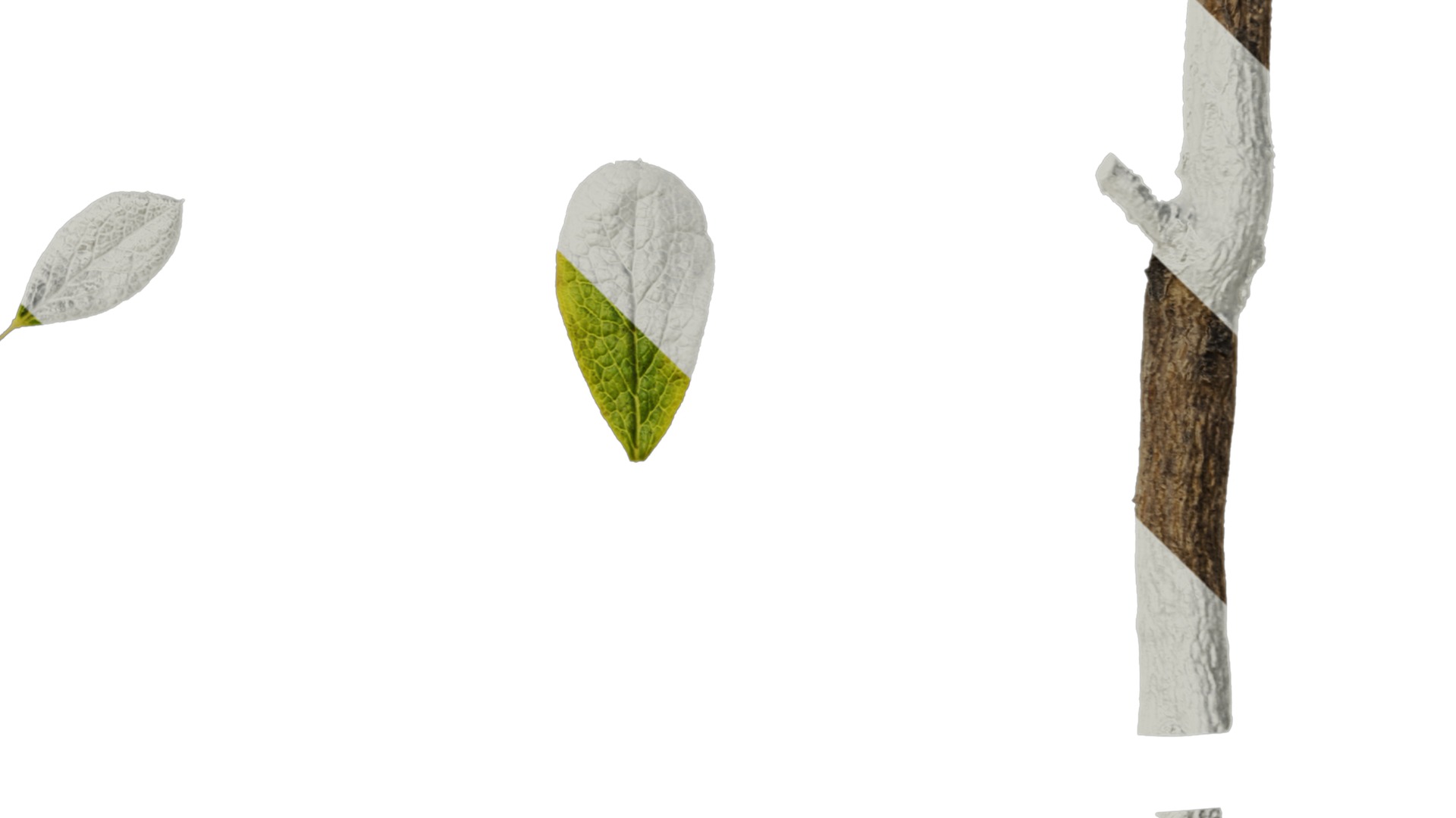 Anydrafts Rhododendron russatum Leaf 01 Texture_4