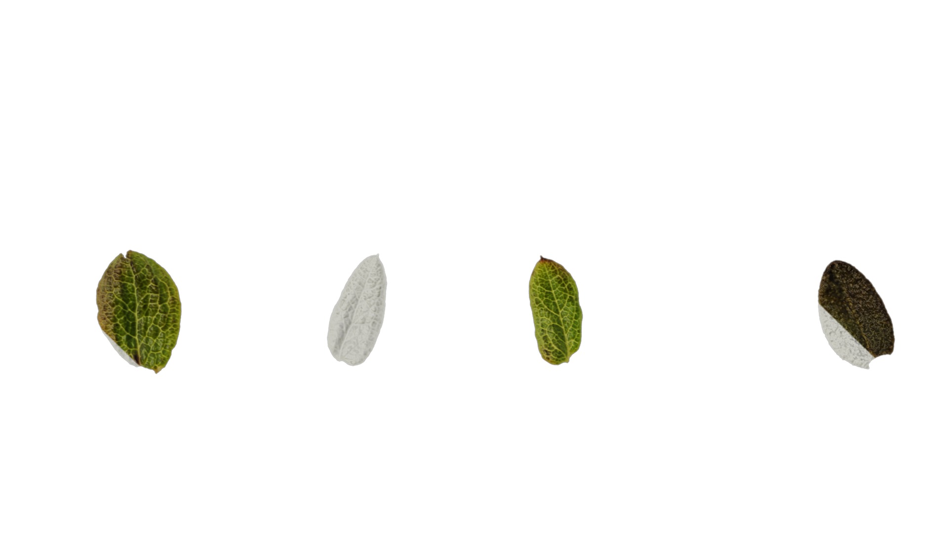 Anydrafts Rhododendron russatum Leaf 01 Texture_3