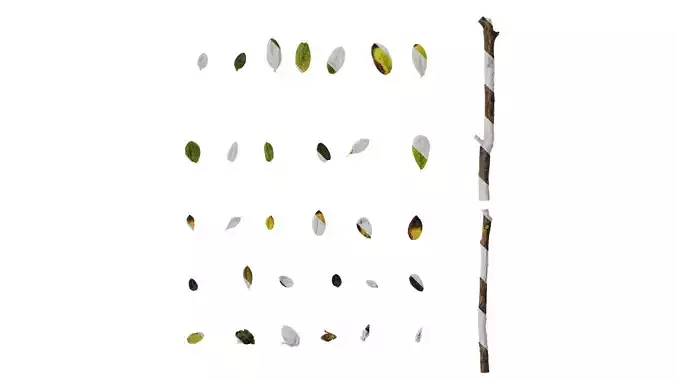 Anydrafts Rhododendron russatum Leaf 01