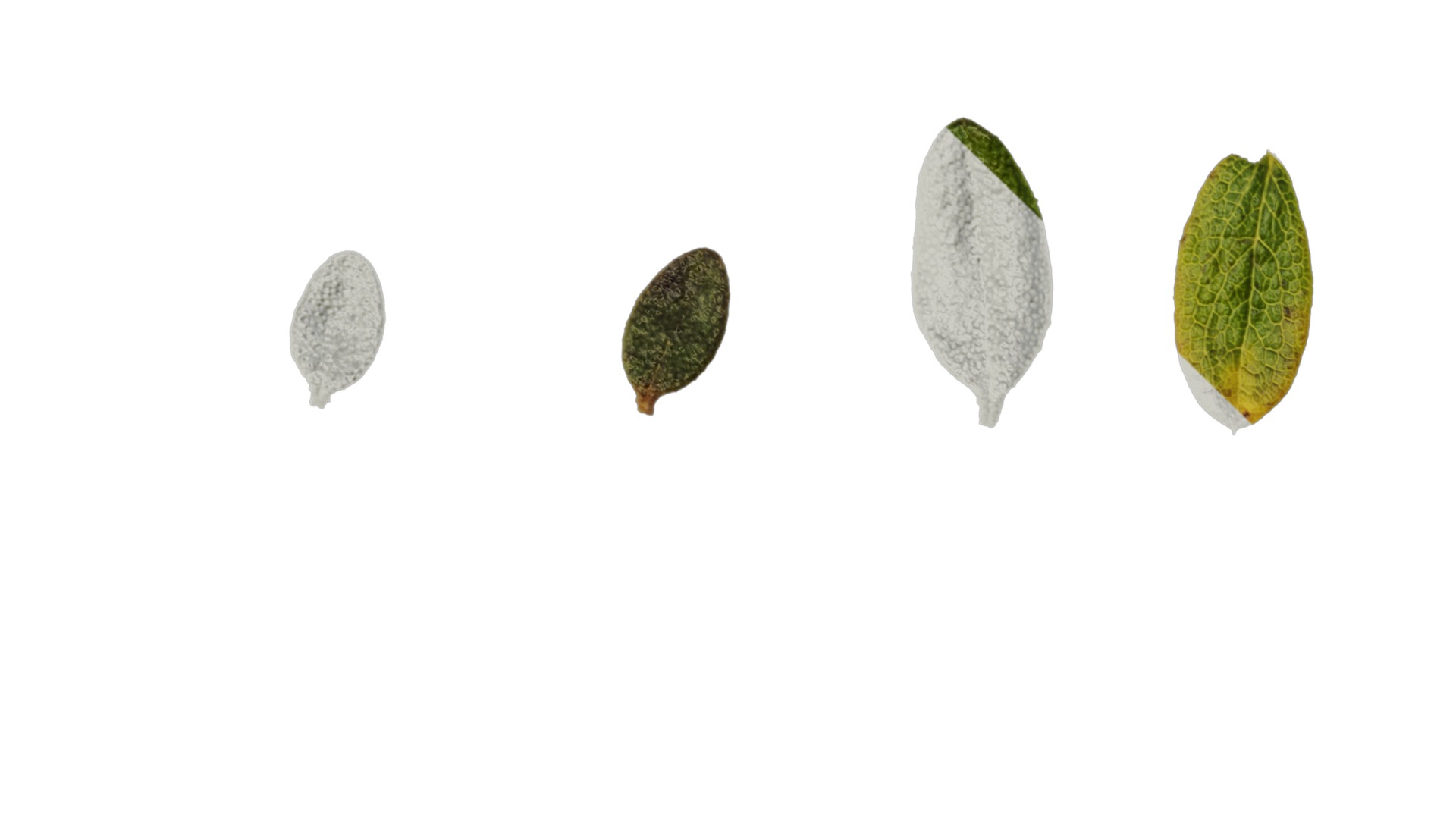 Anydrafts Rhododendron russatum Leaf 01 Texture_1