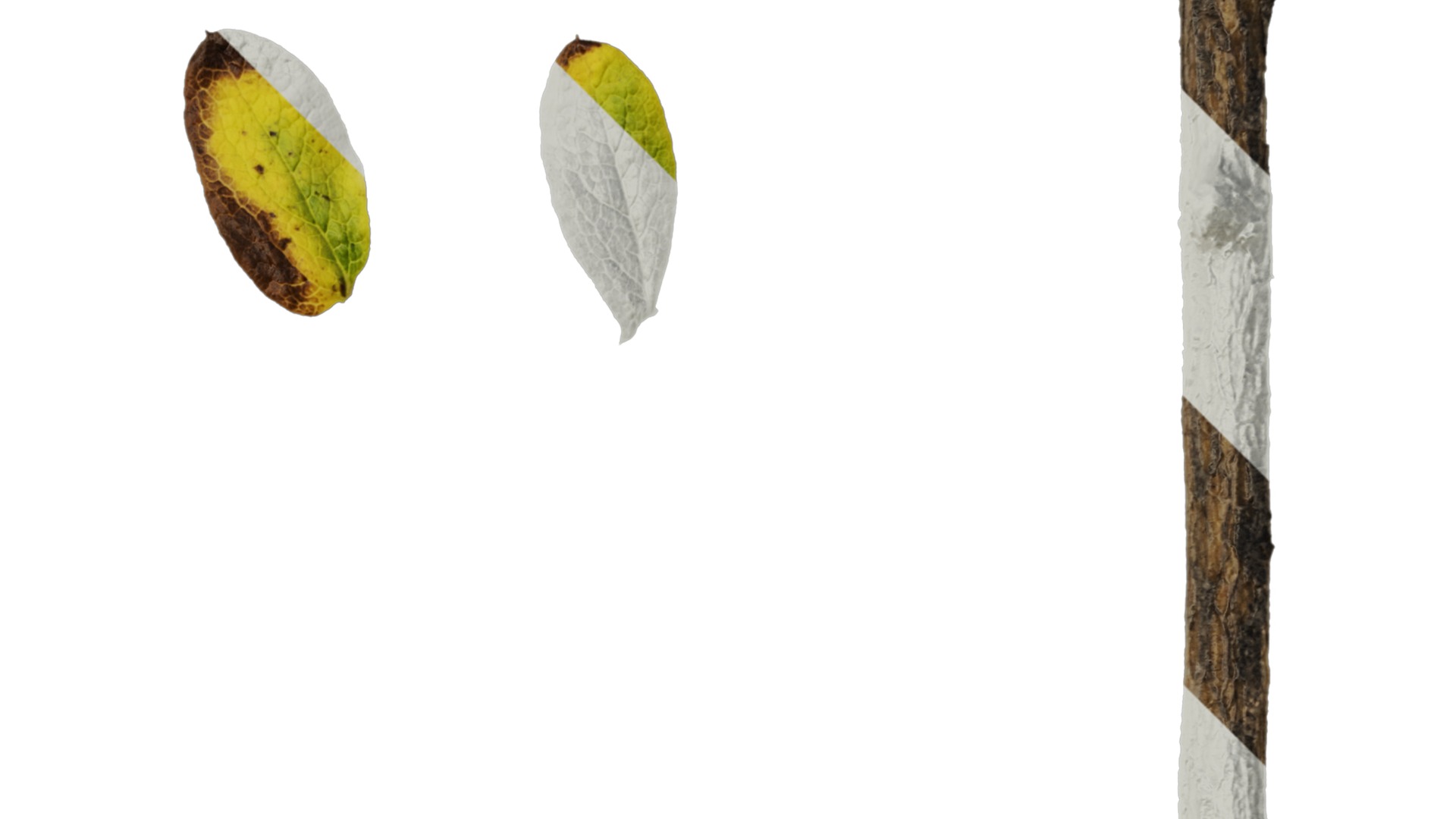 Anydrafts Rhododendron russatum Leaf 01 Texture_2