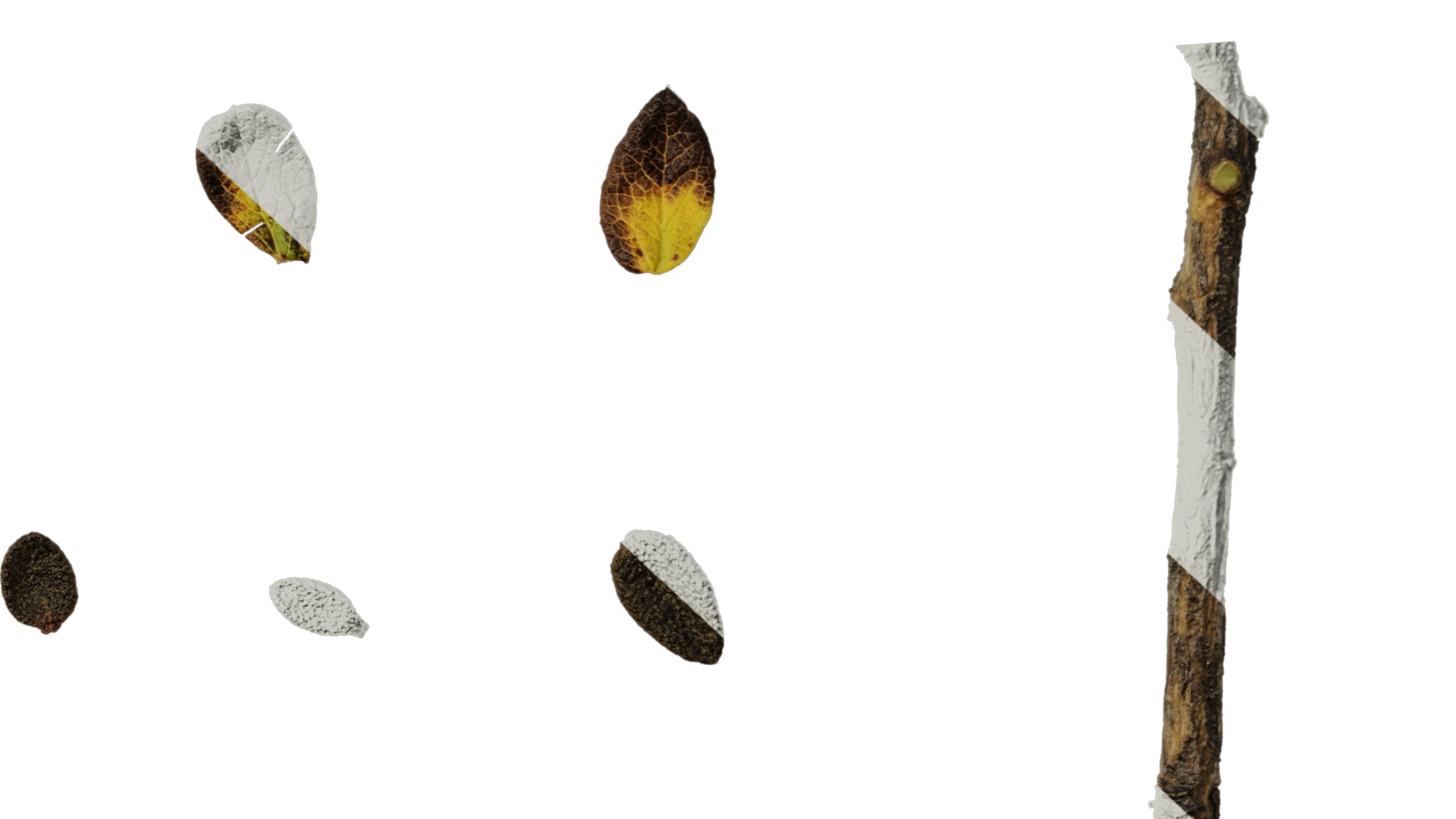 Anydrafts Rhododendron russatum Leaf 01 Texture_6