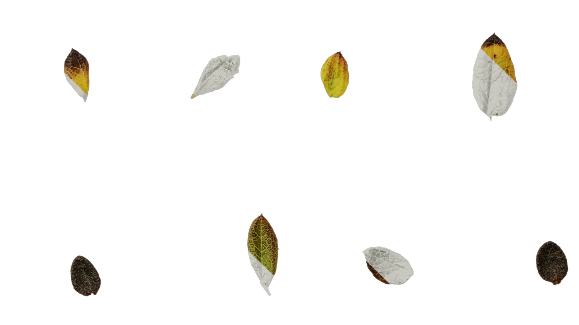 Anydrafts Rhododendron russatum Leaf 01 Texture_5