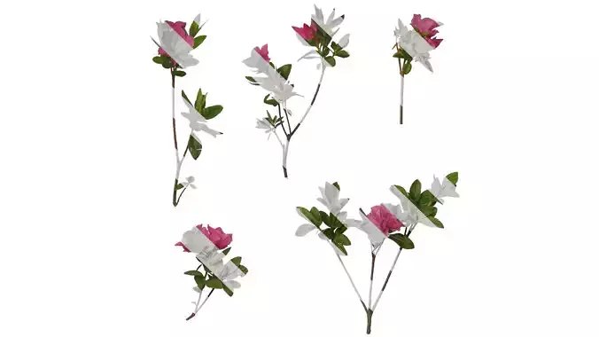 Anydrafts Rhododendron simsii Atlas 07