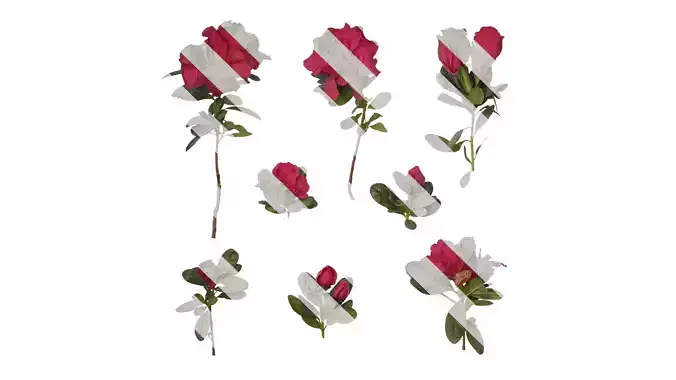 Anydrafts Rhododendron simsii Atlas 10